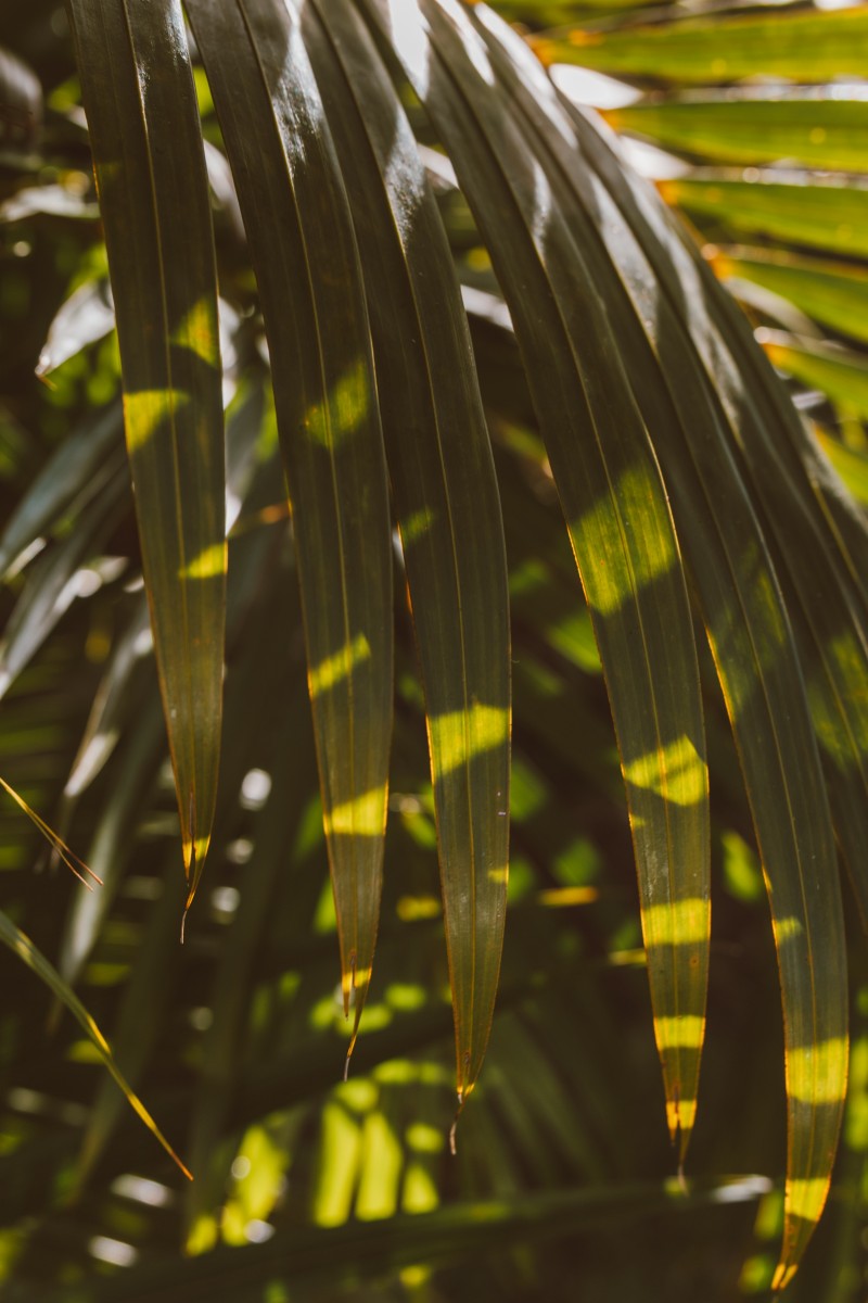 header
